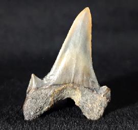 Cretalamna borealis (PRIEM 1897) - Bild &copy; FossNet FossilienStore